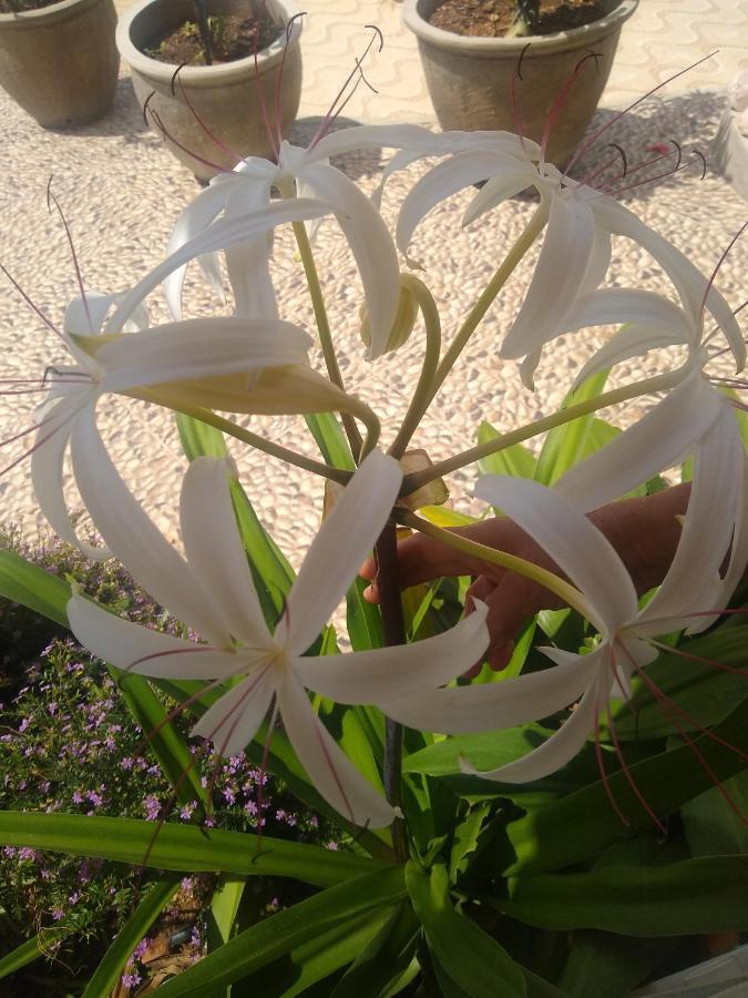 Flor De Mandacaru Pousada Boqueirao  Extérieur photo
